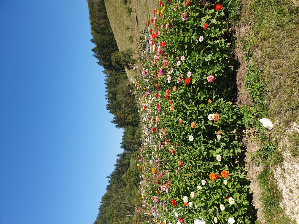 Blumen 1