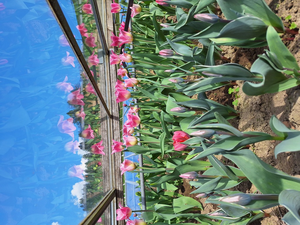Blumen 2