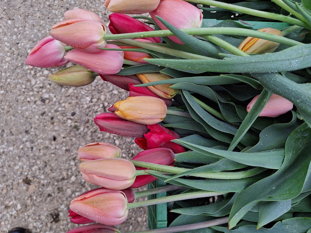 Blumen 3