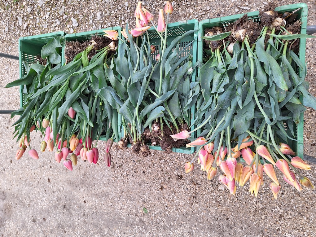 Blumen 4