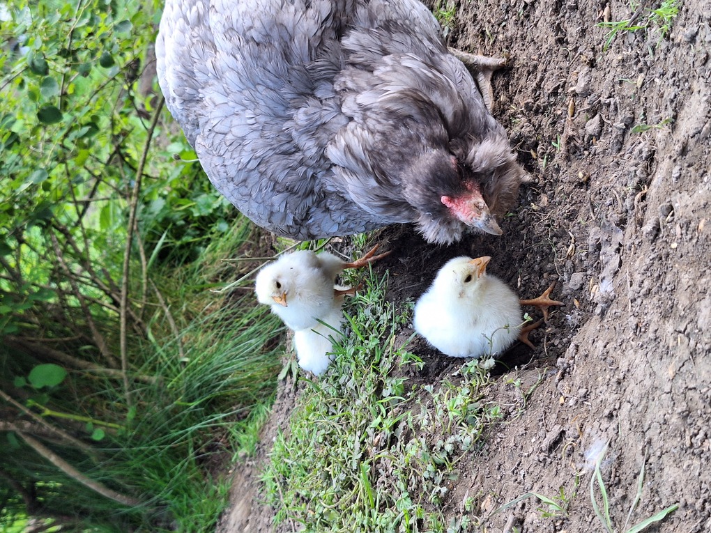 Poules