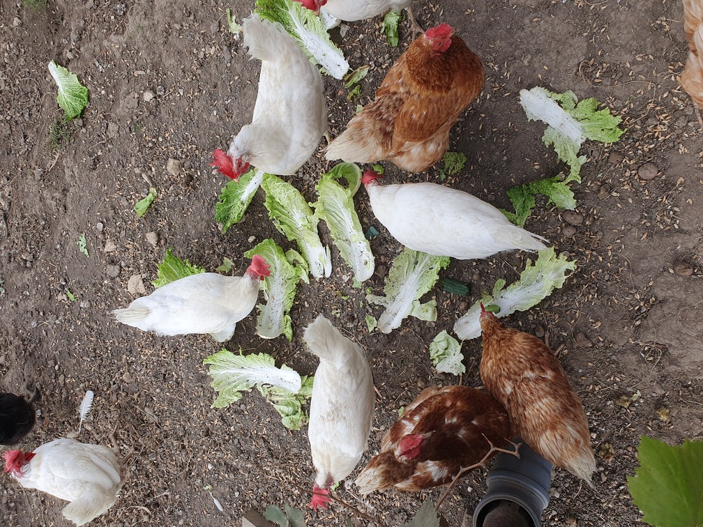 Poules