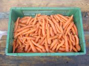 Carottes