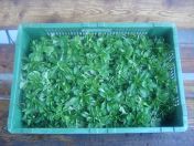 Salade Doucette