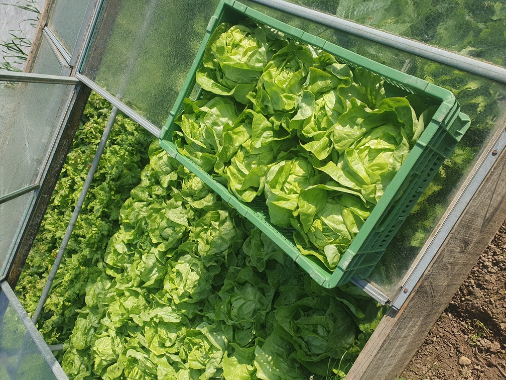 Salade pommée Engrais, protection phytosanitaire