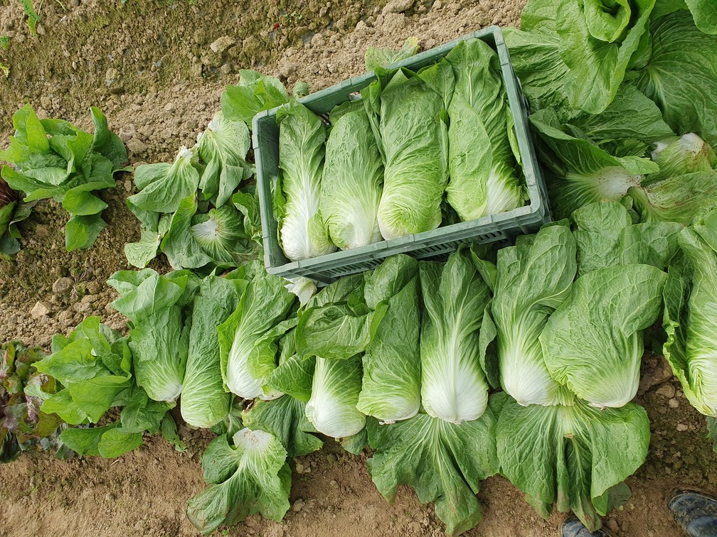 Pain de sucre Récolte et vente