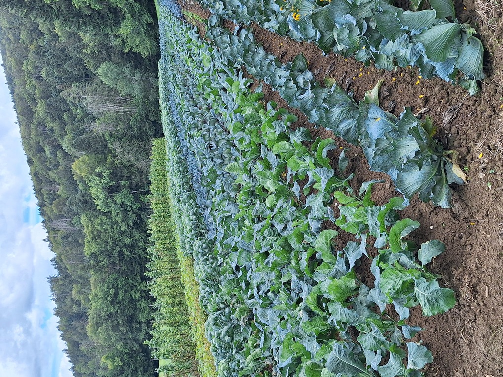 Choux Cultivation