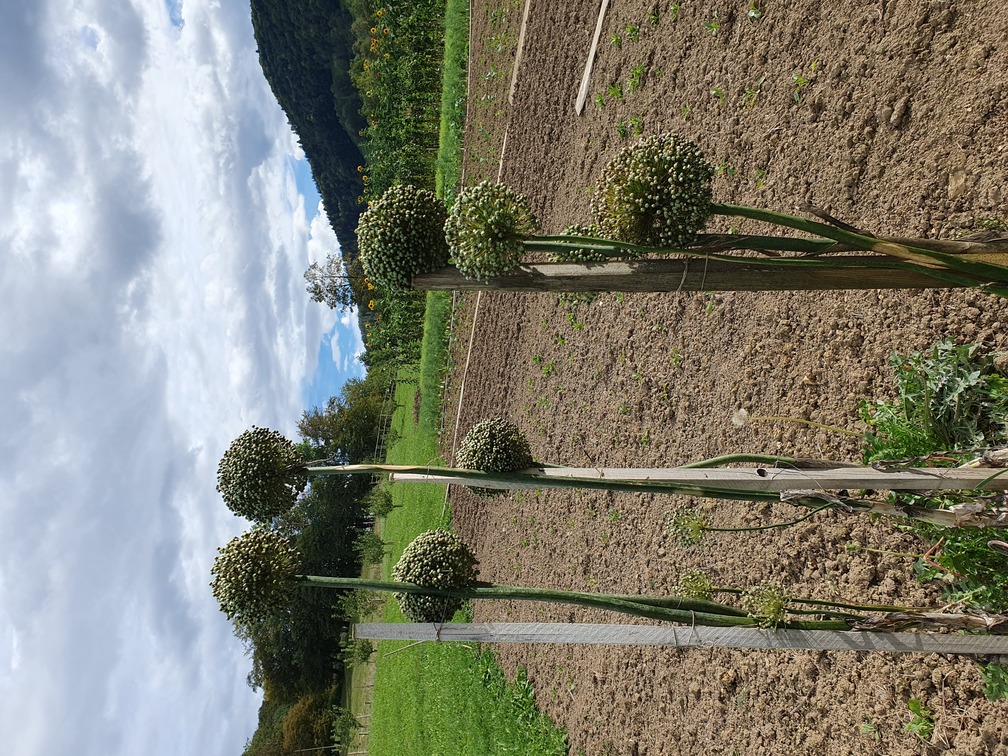 poireau en fleur Semences