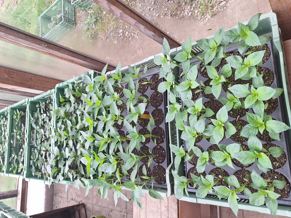 Plantons poivron Plantons